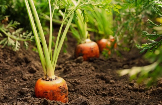 Havuçta E. Coli salgını! 1 kişi öldü marketten tek tek toplatıldı.