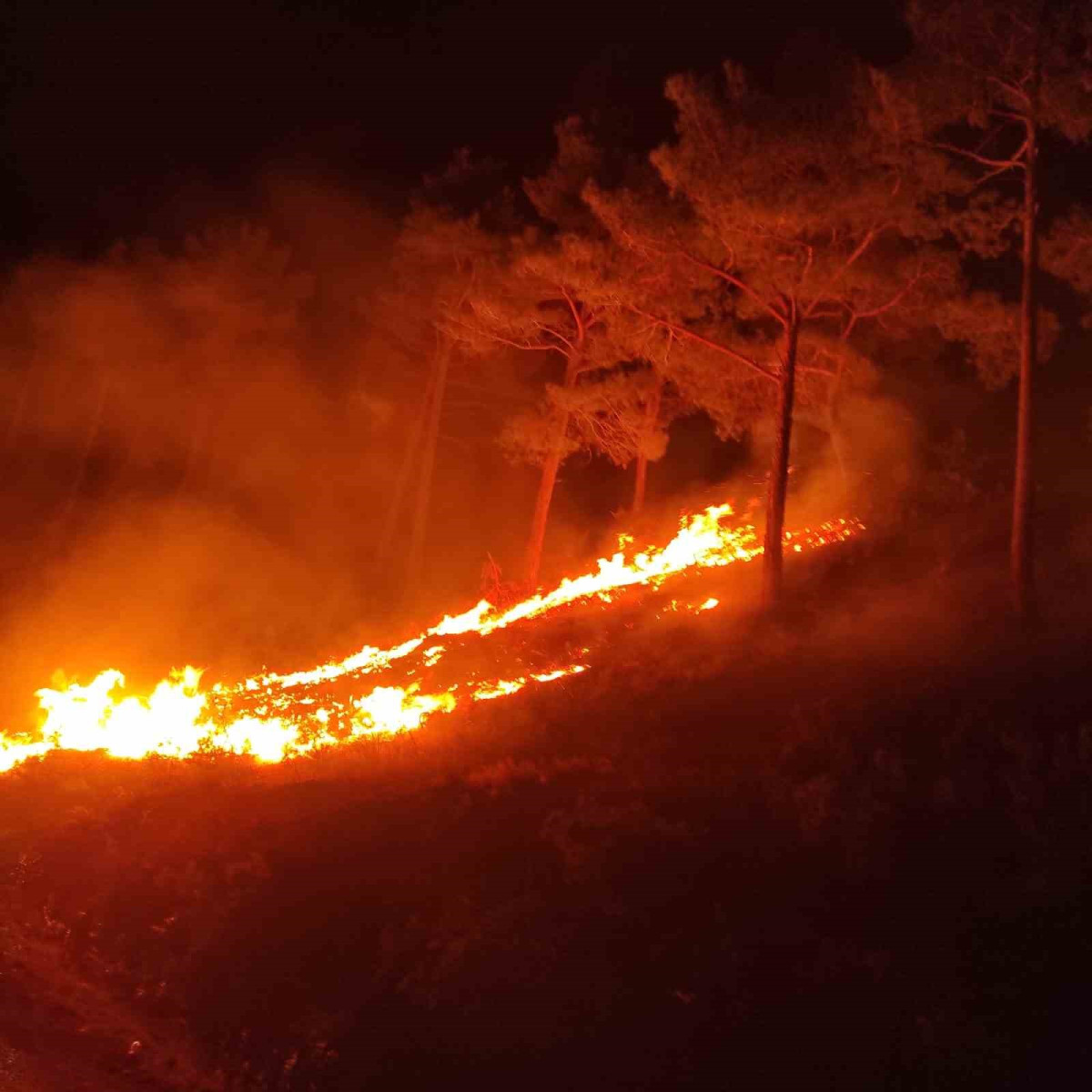 Mersin’de orman yangını                                       